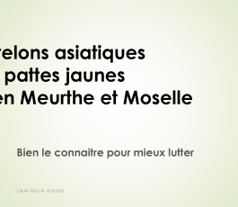 Webinaire - La problématique des frelons asiatiques