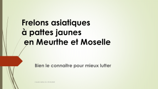 Webinaire - La problématique des frelons asiatiques