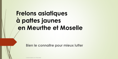 Webinaire - La problématique des frelons asiatiques